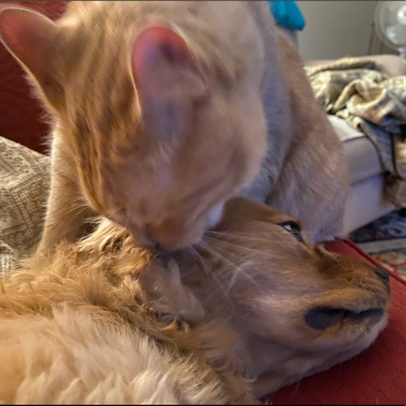 Meet your Posher, Aila (they/them/she/her) - Picture 7 of 7